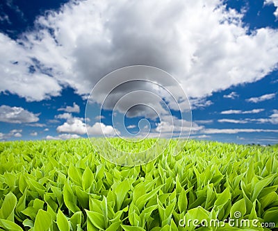 Lily of the valley field Stock Photo