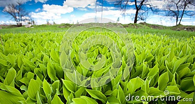 Lily of the valley field Stock Photo