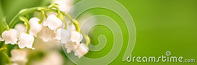 Lily of the valley flower close up, green nature panoramic background May 1st, May Day web banner Stock Photo