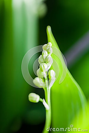 Lily of the valley flower Stock Photo