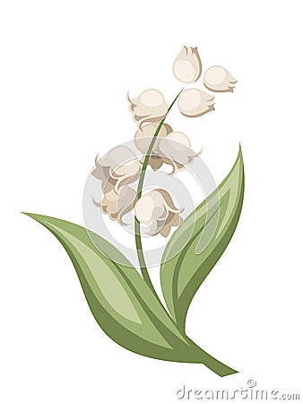 Lily of the valley flower. Vector illustration. Vector Illustration