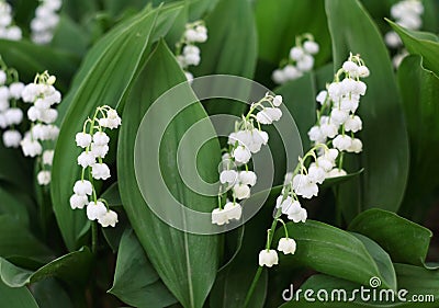 Lily of the valley Stock Photo