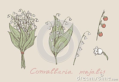 Lily of the valley hand drawn Vector Illustration