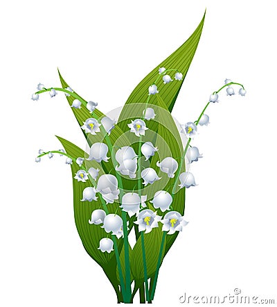 Lily of the valley Vector Illustration