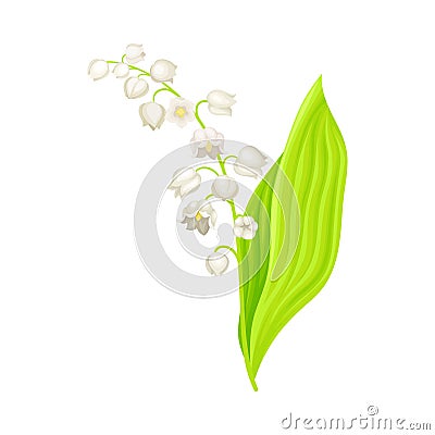 Lily of the Valley or May Bells with Oblong Green Leaf and Pendent Bell-shaped White Flowers Vector Illustration Vector Illustration