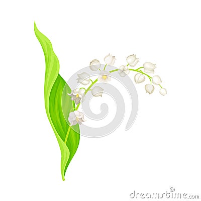 Lily of the Valley or May Bells with Oblong Green Leaf and Pendent Bell-shaped White Flowers Vector Illustration Vector Illustration