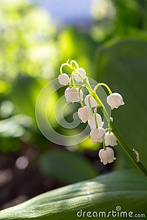 Lily of valley may-lily closeup. Beautiful white flowers in green garden. Freshness and purity concept. Nature close up. Stock Photo