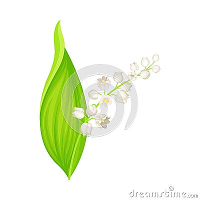 Lily of the Valley with Pendent Bell-shaped White Flowers Vector Illustration Vector Illustration