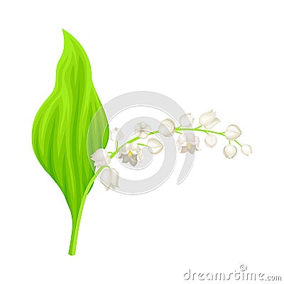 Lily of the Valley with Pendent Bell-shaped White Flowers Vector Illustration Vector Illustration