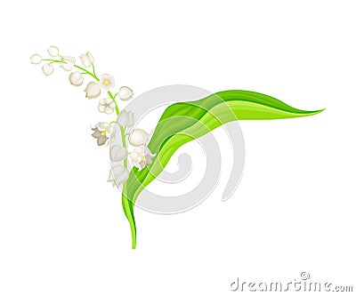 Lily of the Valley with Pendent Bell-shaped White Flowers Vector Illustration Vector Illustration