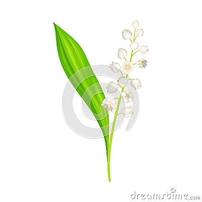 Lily of the Valley with Pendent Bell-shaped White Flowers Vector Illustration Vector Illustration