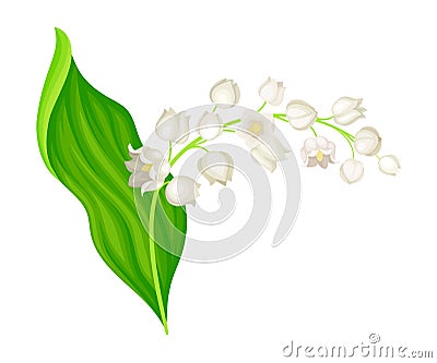 Lily of the Valley with Pendent Bell-shaped White Flowers Vector Illustration Vector Illustration