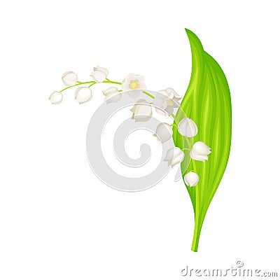 Lily of the Valley with Pendent Bell-shaped White Flowers Vector Illustration Vector Illustration