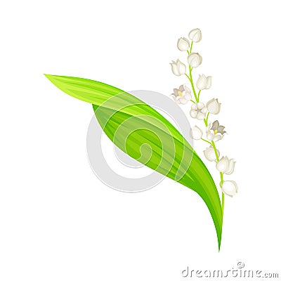 Lily of the Valley with Pendent Bell-shaped White Flowers Vector Illustration Vector Illustration