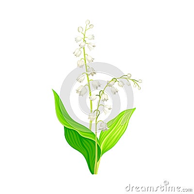 Lily of the Valley with Pendent Bell-shaped White Flowers Vector Illustration Vector Illustration