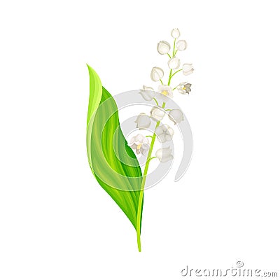 Lily of the Valley with Pendent Bell-shaped White Flowers Vector Illustration Vector Illustration