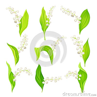 Lily of the Valley with Pendent Bell-shaped White Flowers Vector Set Vector Illustration