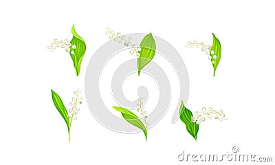 Lily of the Valley with Pendent Bell-shaped White Flowers Vector Set Vector Illustration