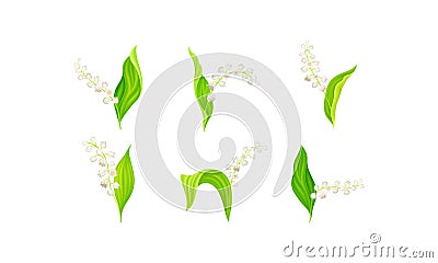 Lily of the Valley with Pendent Bell-shaped White Flowers Vector Set Vector Illustration