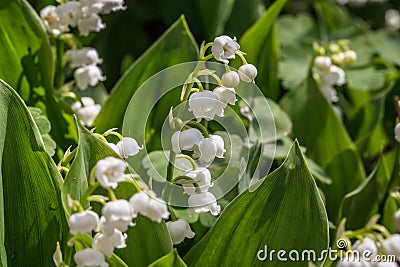 Lily of the valley with racemose inflorescence Stock Photo