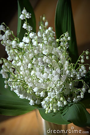 Lily of the Valley Stock Photo