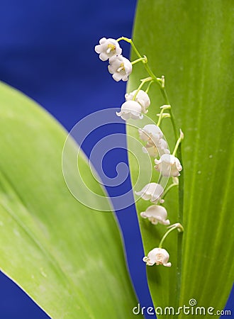 Lily of the valley, small depth of sharpness Stock Photo