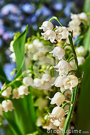 Lily of the valley - small white flowers in a garden Stock Photo