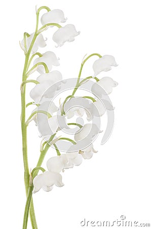 Lily of the valley Stock Photo