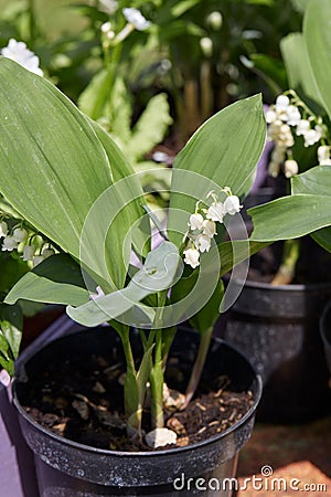 Lily of the vallley, Convallaria majalis plants and flowers in vase, sunlight Stock Photo