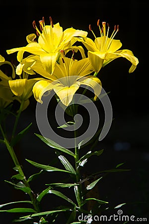 Lily yellow. a heraldic fleur-de-lis. Lilies are tall perennials Stock Photo