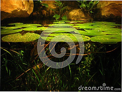 Lilypads Await the Frogs Stock Photo