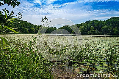 Summer Lake Lilypads Day Stock Photo