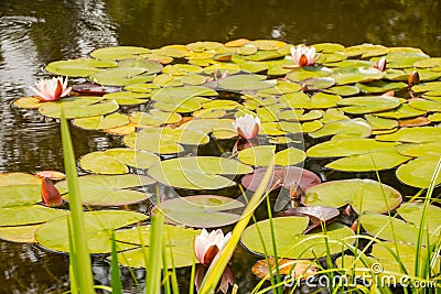 Lilypads In Summer Pond Stock Photo