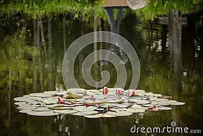 Lilypads In Summer Pond Setting Stock Photo