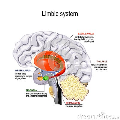 Limbic system. Cross section of the human brain Vector Illustration