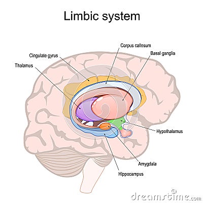 limbic system. Cross section of the human brain Vector Illustration