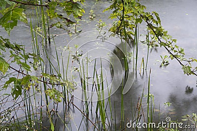 Limbs pond and leaves Stock Photo