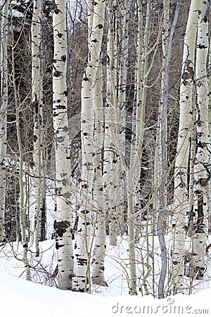 Limbs of trees in the northern utah mountains in the winter Stock Photo