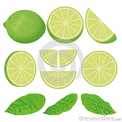 Lime Vector Illustration