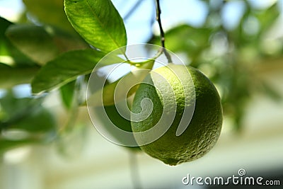 Lime Stock Photo