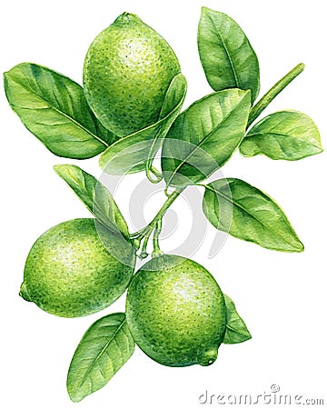 Lime branch with green leaves on isolated background, watercolor botanical painting, hand drawn. Cartoon Illustration