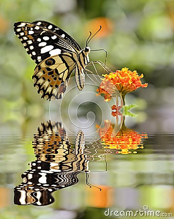 Lime butterfly above water with reflection Stock Photo