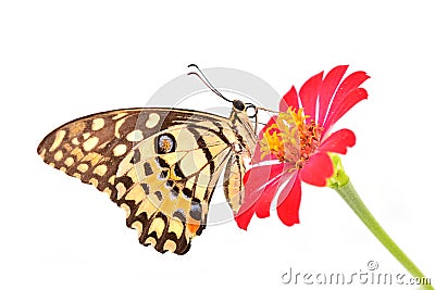 Lime butterfly on red flower Stock Photo