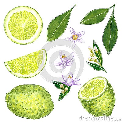 Lime clipart set with leaves and flowers. Hand drawn watercolor illustration. Cartoon Illustration