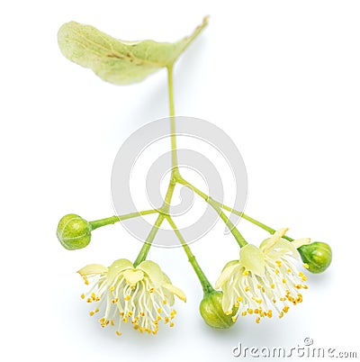 Lime flowers and leaves on white background Stock Photo