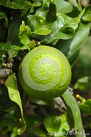 Lime fruit Stock Photo