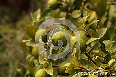 Lime fruit grows on the branch a lime tree Stock Photo