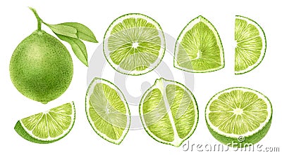 Lime fruits whole, half, slice, cut isolated on white background.Top view, side view exotic citrus. Halthy food digital Cartoon Illustration