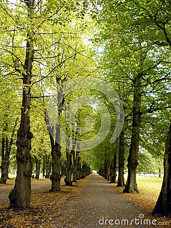 Lime green avenue Stock Photo