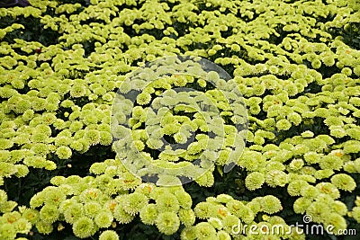 Lime green color of Pompon mum `Kermit` flowers Stock Photo